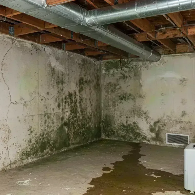 Professional Mold Removal in Woodlawn, NY